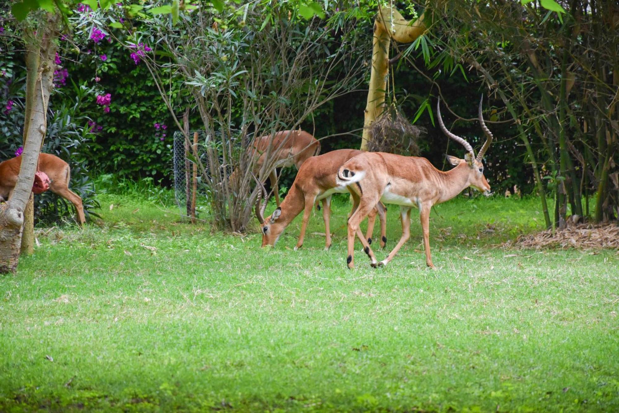 Lukenya Getaway Hotell Athi River Eksteriør bilde