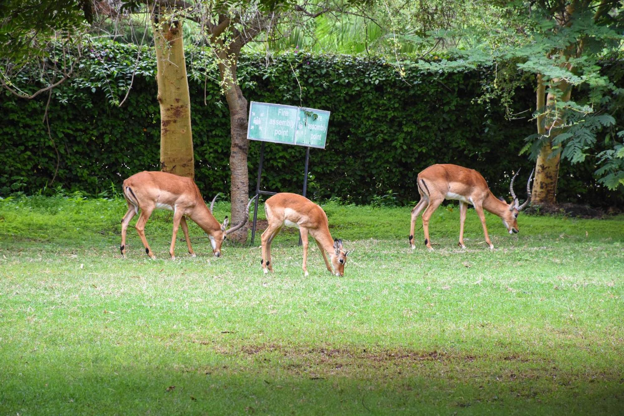 Lukenya Getaway Hotell Athi River Eksteriør bilde